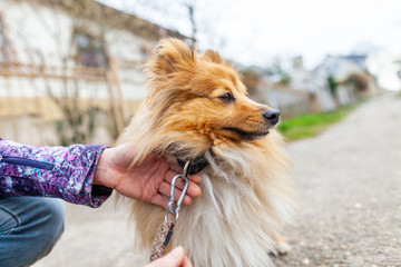 A woman is leashing her sweet shetland sheepdog