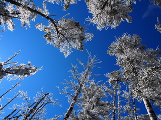 ice plants in japan