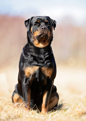 Portrait of a dog