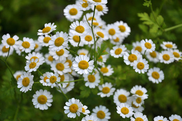 In nature bloom chamomile Dalmatian