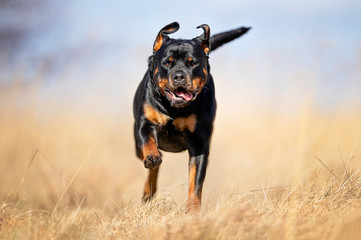 Portrait of a dog