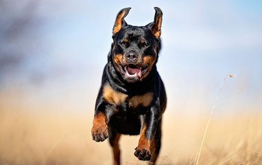 Portrait of a dog