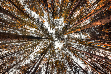 Treetop view of a forest from the bottom