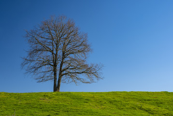 Fototapeta na wymiar Lonely tree in a meadow