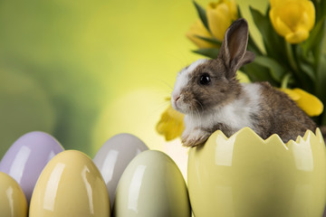 Baby bunny and egg on tulip flowers background