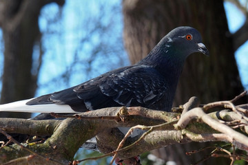 Dove gray in the branches. Life and soul Wild bird.