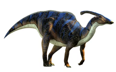 Poster A parasaurolophus, a type of herbivorous ornithopod dinosaur of the hadrosaur family in profile on a white background.  This one is brown with blue stripes. 3D Rendering.  © Daniel Eskridge