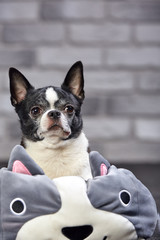 Short-haired Chihuahua dog posing indoors in a big toy on a white brick background