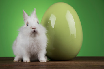 Little cute baby rabbit and easter eggs