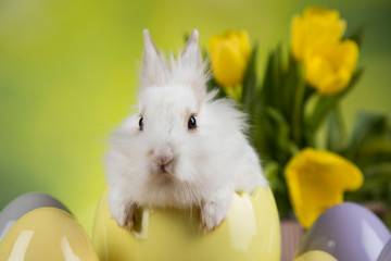 Cute little rabbit with tulips