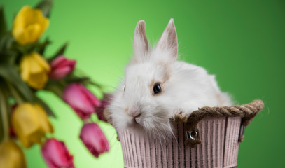 Little Bunny with easter eggs in flower