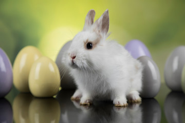 Bunny with Easter eggs on green background