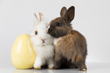 Little baby rabbit and easter eggs, white background
