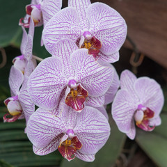 Pink-weiße Schmetterlingsorchidee (Phalaenopsis)