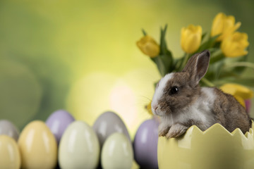 Cute little rabbit with tulips