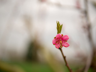 Blüte freigestellt