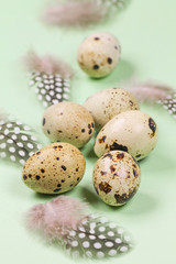 Obraz premium Easter picture with quail eggs and guinea fowl feathers on a green background.