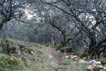 Hiking path in the mountain next to Zuheros