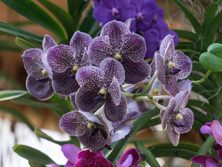 Lila Schmetterlingsorchidee (Phalaenopsis)