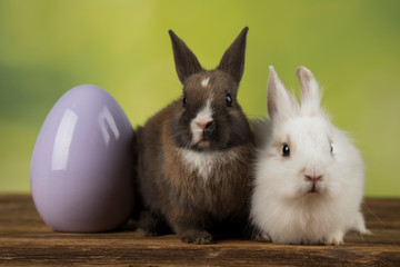 Easter animal holiday, eggs and green background