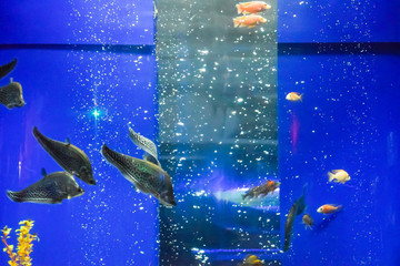 Fish in the aquarium of aquarium,