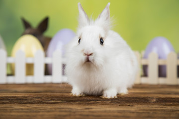 Obraz premium Bunny, rabbit and easter eggs on green background