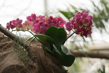 Pink-farbene Schmetterlingsorchidee (Phalaenopsis)