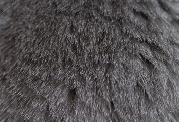 texture of fur