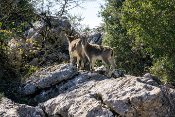 Long horn sheep on rocks in the mountain of torcal de antequera, spain