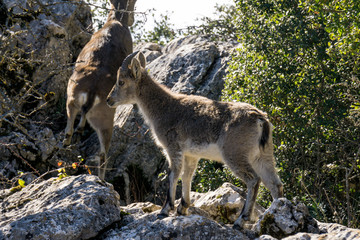 Long horn sheep on rocks in the mountain of torcal de antequera, spain