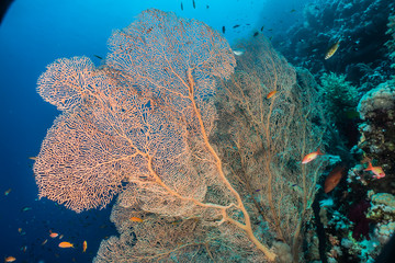 Coral reefs and water plants in the Red Sea, Eilat Israel