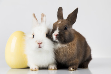 Easter animal holiday, and eggs white background