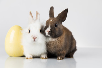Little cute baby rabbit and easter eggs, white background