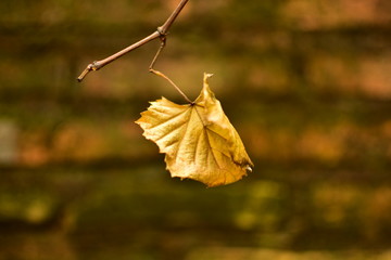 Otoño