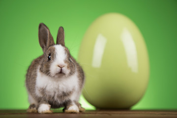 Bunny, rabbit and easter eggs on green background