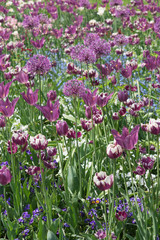 Blumenbeet mit lila und wei&szlig;en Tulpen und Zierlauch