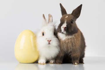Little baby rabbit and easter eggs, white background
