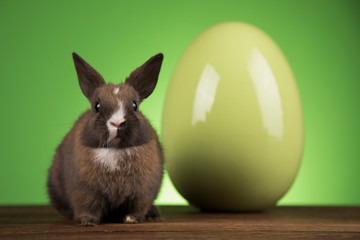 Bunny with Easter eggs on green background