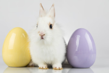 Rabbit, Bunny and easter Egg and white background