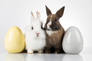 Rabbit and easter eggs in white background