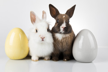 Easter animal holiday, and eggs white background
