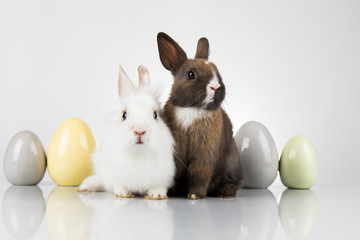 Rabbit and easter eggs in white background