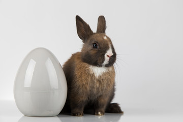Little cute baby rabbit and easter eggs, white background