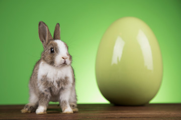 Little cute baby rabbit and easter eggs