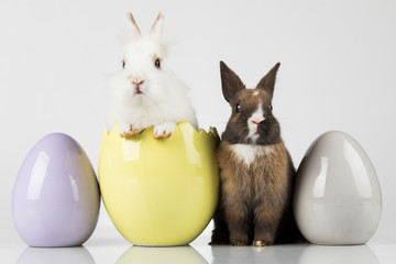 Little cute baby rabbit and easter eggs, white background