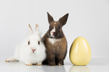 Little baby rabbit and easter eggs, white background