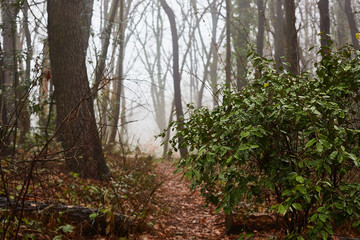 Thick fog. Road in the natural forest