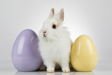 Happy easter, Baby bunny, rabbit and white background