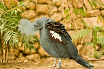 Birds of paradise, birds of the paradise Land