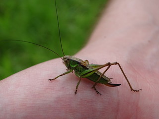 Grasshopper